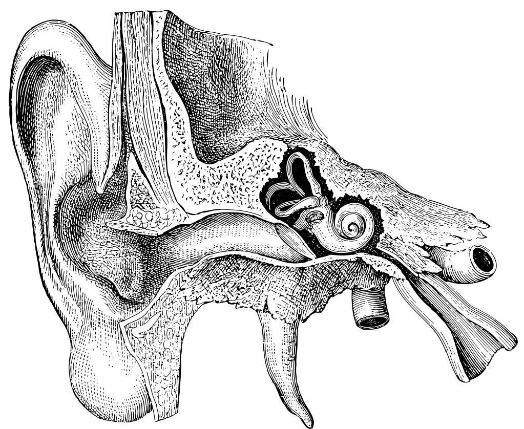 Sydney ENT Ear Diagram